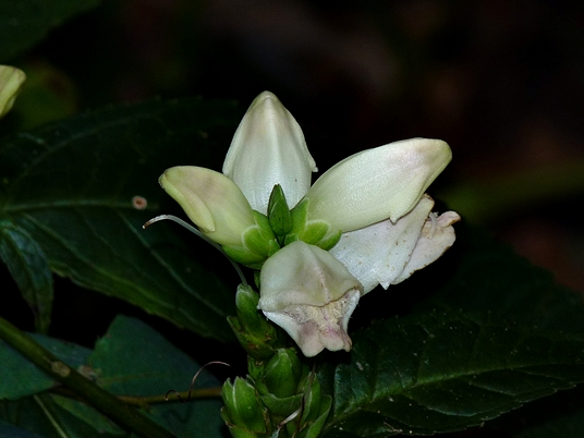 {Chelone glabra}